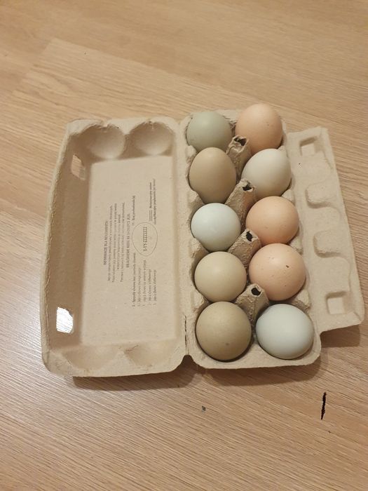 Jajka ekologiczne