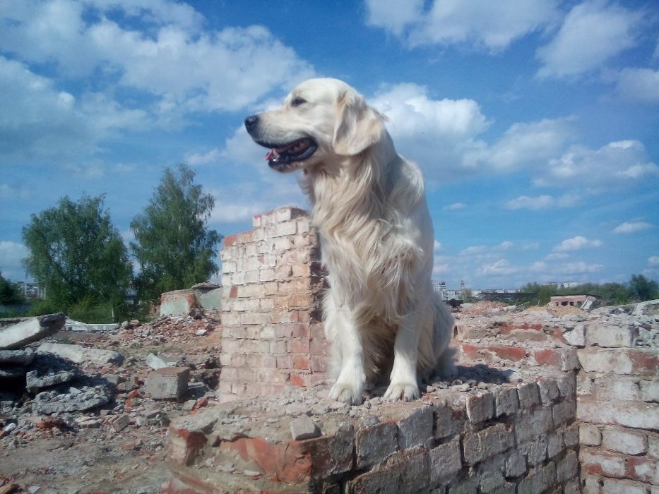 Золотистий ретривер.В'язка.