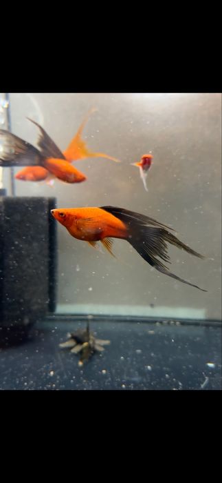 Месеносець , анциструси , та інші