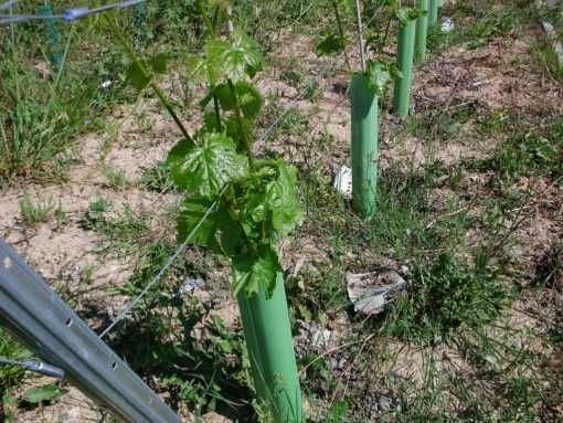 Tuboplant Tubo em plástico ( NOVO)