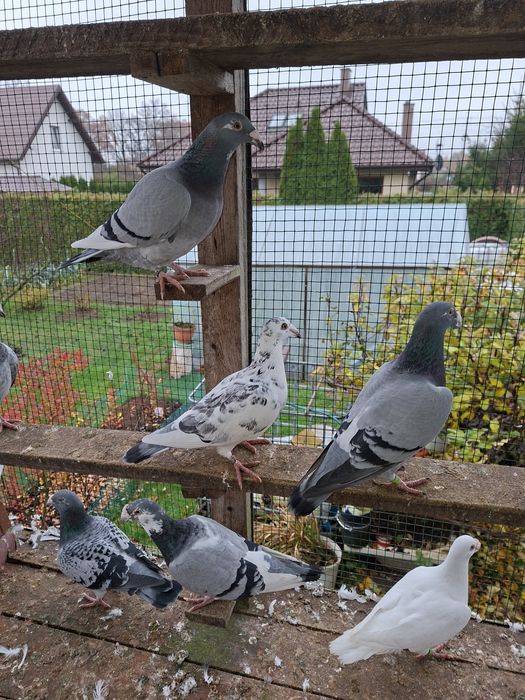 Gołebie staropolskie