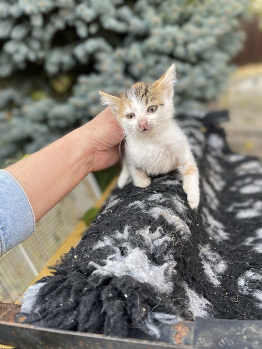 Котята отдам котенок девочка