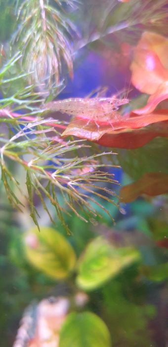 Улитка теодоксус,  улитка Хилена. Креветка прозрачная, Макрабрахиум.