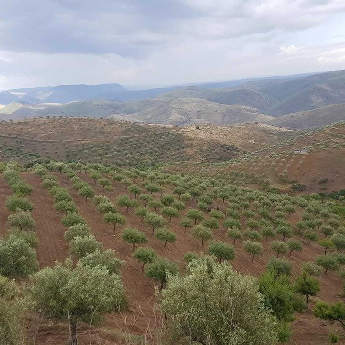 Quinta no Douro Superior, VALE D´ANELHA-Comércio de Azeite Virgem Extra Biológico e Amêndoa
