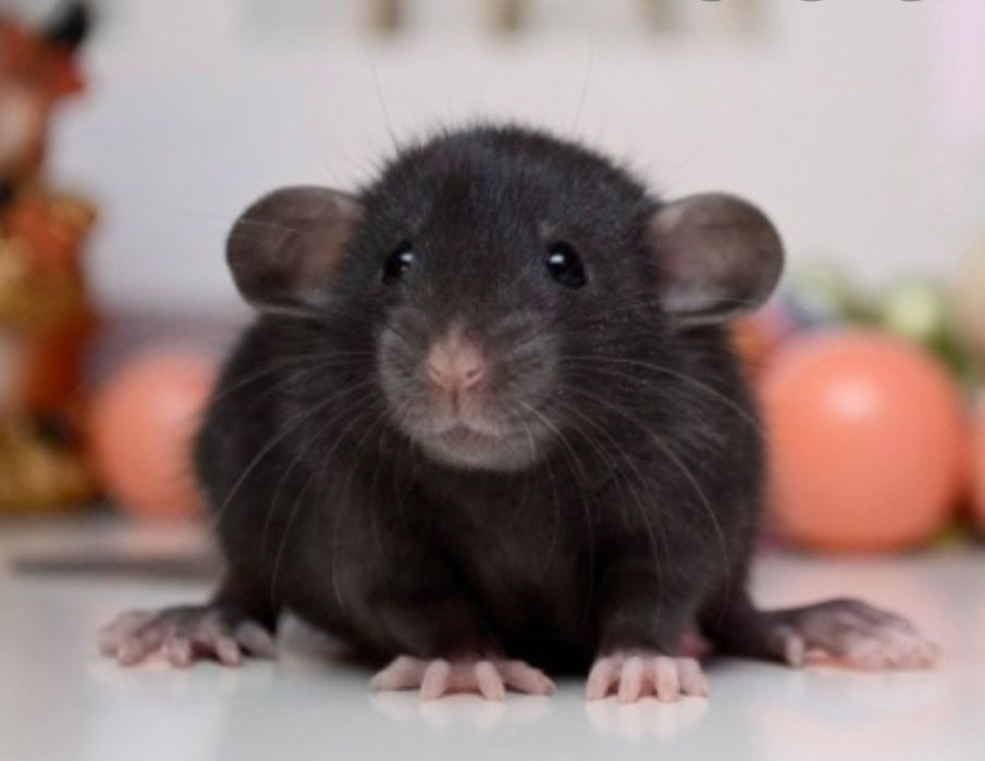 крыса дамбо девочка