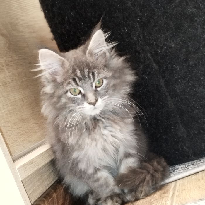 Kocurek niebieski Maine Coon