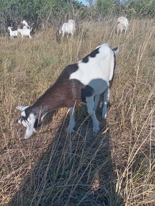 Продам зааненського козла