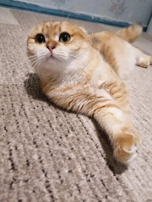 Приглашаем прямоухих девочек!