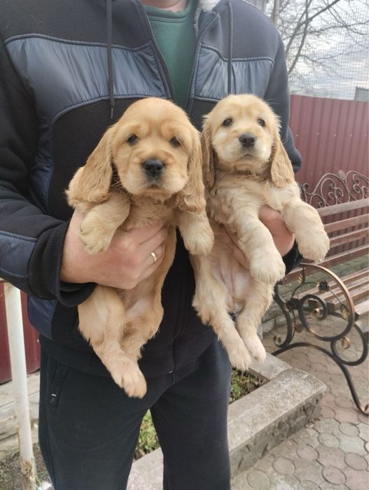 Продам цуценят Спаніельчиків