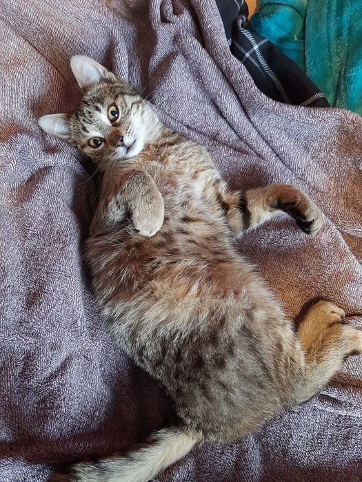 Oddam 2 letnią kotkę w dobre ręce