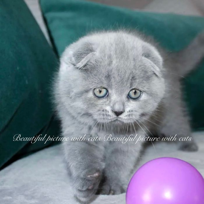 Кошенята чистокровні