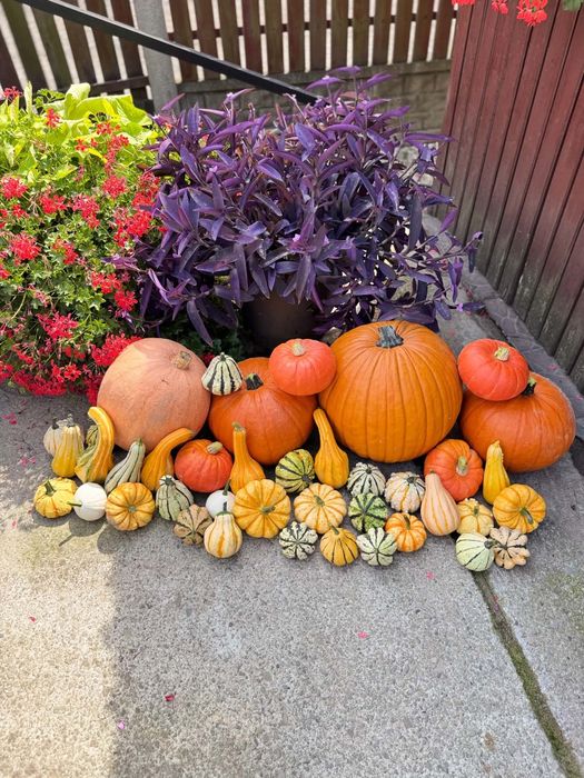 Dynie ozdobne jadalne halloween hokkaido bambino