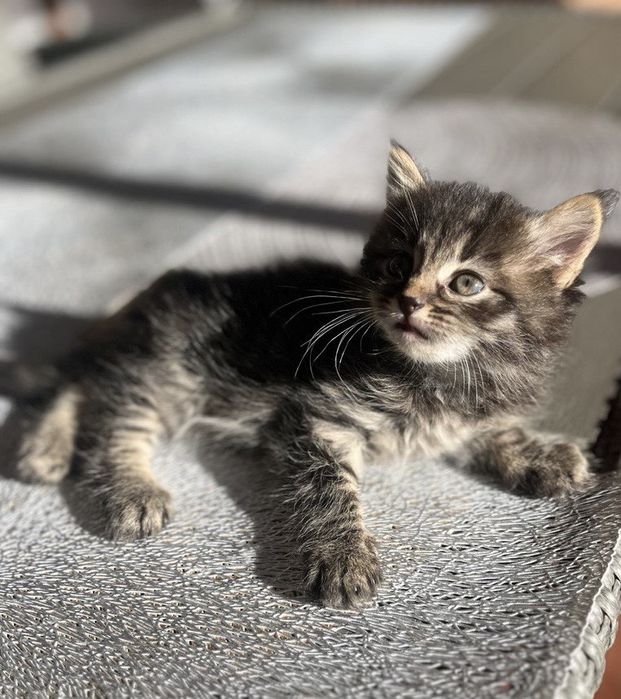 Кошеня Київський Шелкомур