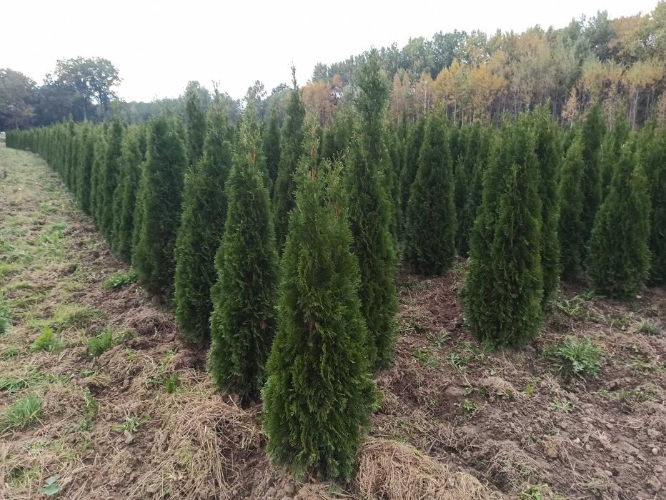 Thuja szmaragd PROMOCJA