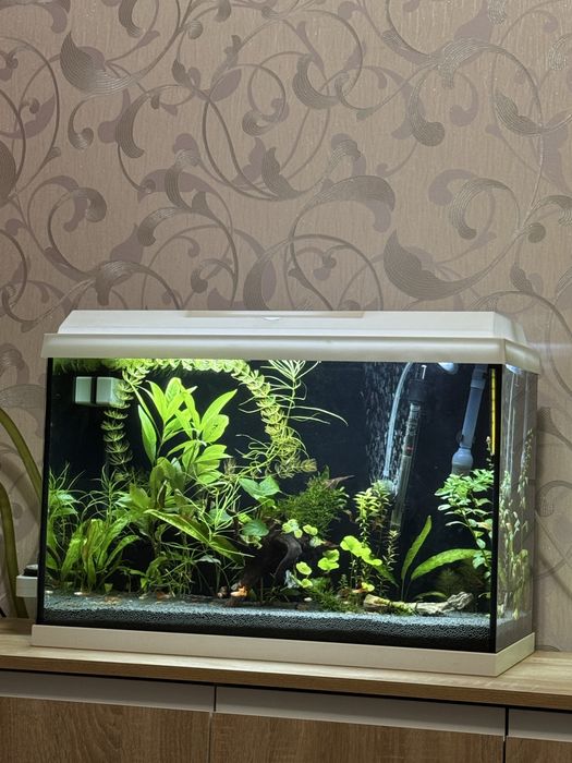 Рослини, меченосці, гуппі