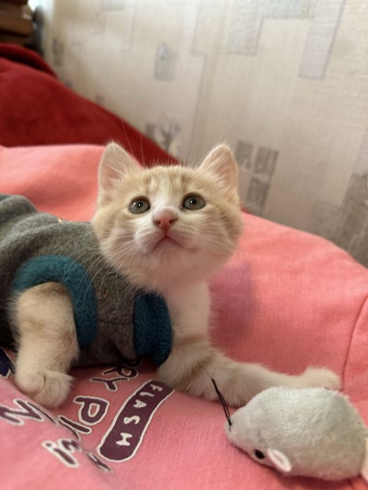 Кошеня ніжна дівчинка котенок Леся