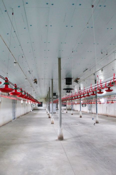 Ocieplenie Termoizolacja Kurnika Obory Chlewni Płyta Styrodur XPS AGRO