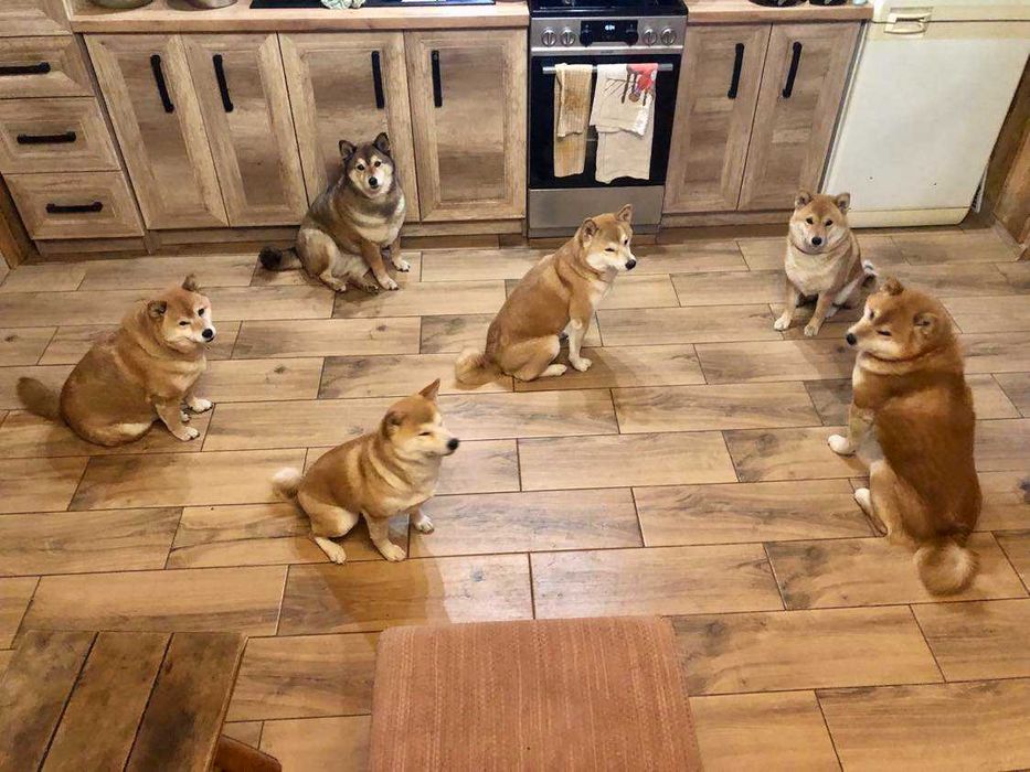 Shiba Inu,, urodziły się cudeńka, Rajsobie(FCI).