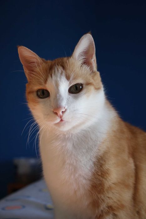 CASTRADO | Gato vacinado disponível para Adoção Responsável