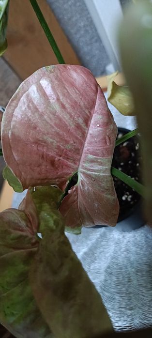 Syngonium Pink Aura Variagata