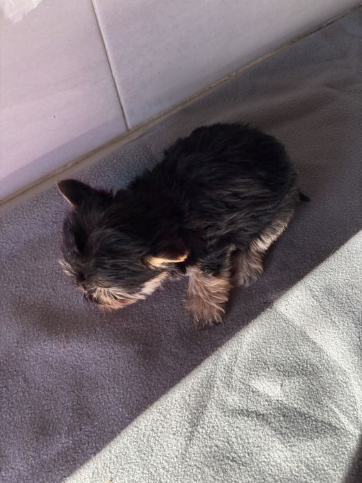 Morkie macho de pelo comprido