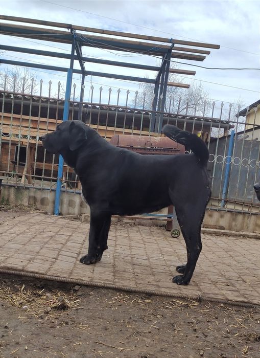 Щенки САО ( алабай )