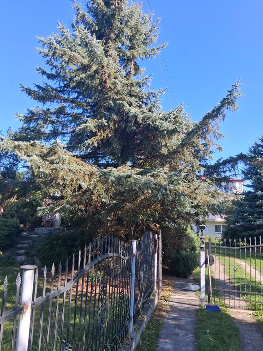 Drzewo na opal okazja