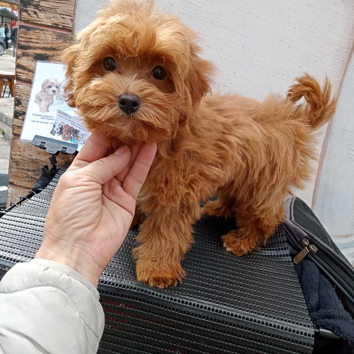 Люксовий малючокF2.