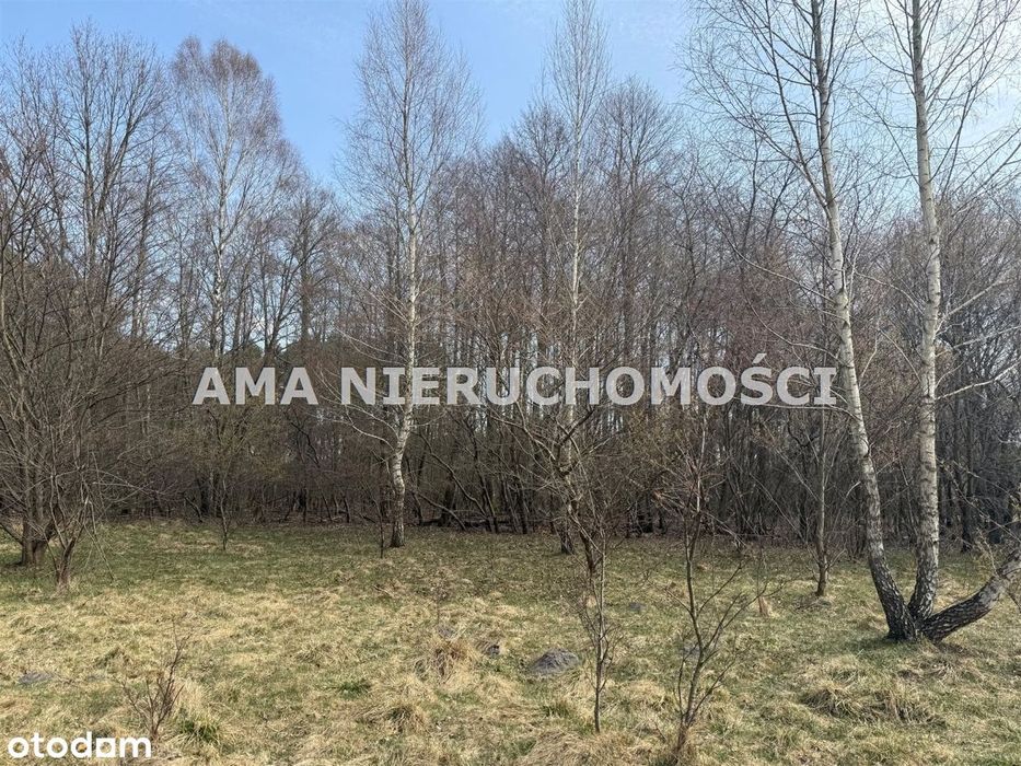 Działka o wielu mozliwościach w otulinie lasów - Widok 3