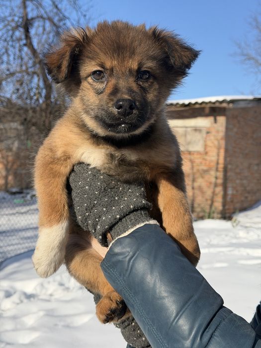 Метис кавказької вівчарки. Безкоштовно.