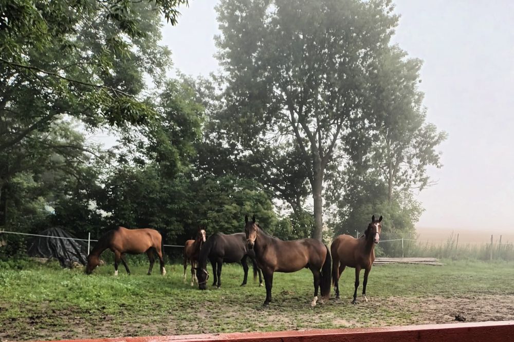 Wałach PKS  2 lata 8 miesięcy