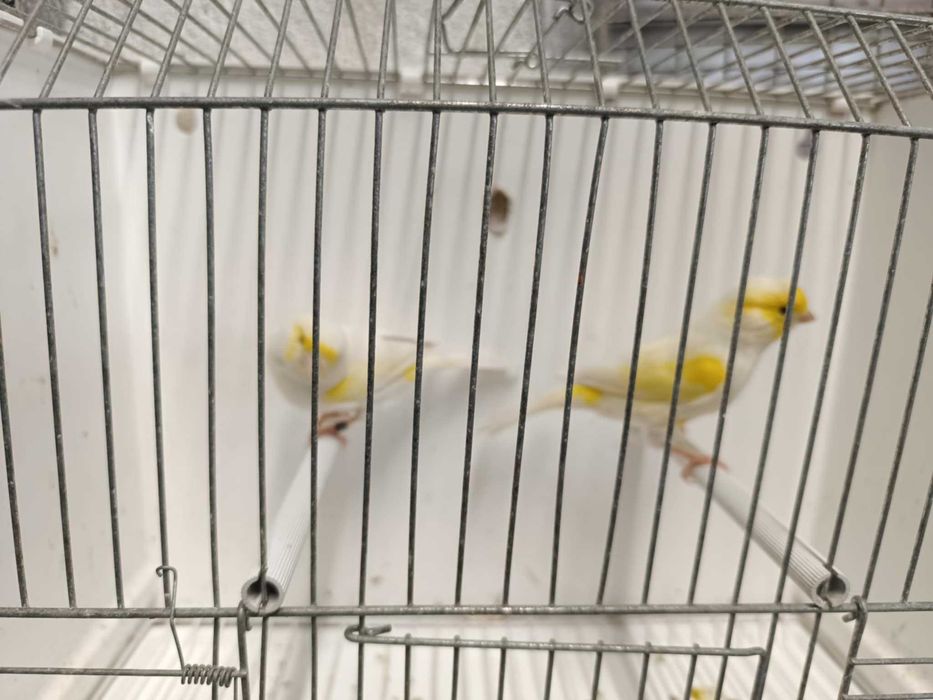 Vários canários poupa alemão