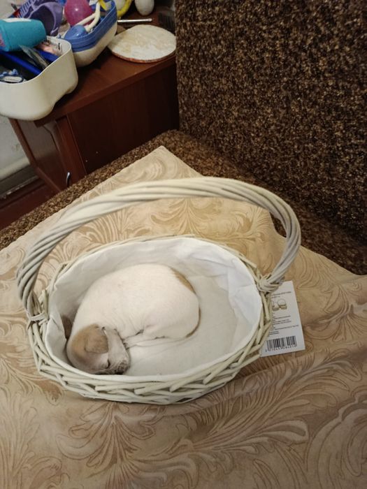 Дівчатка чіхуа шукають люблячу родину.