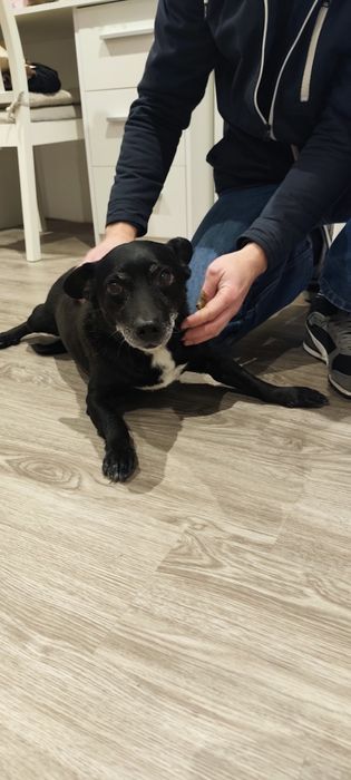 Adoção consciente: Oliver