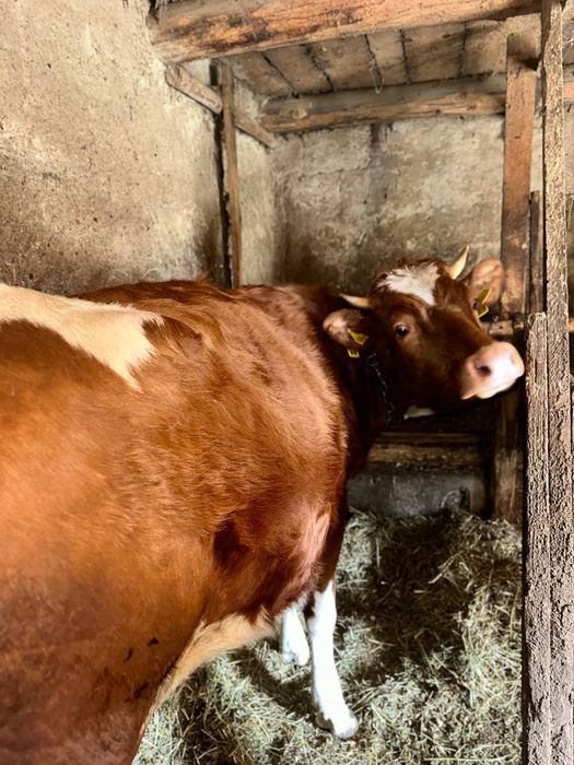 Продається тільна телиця