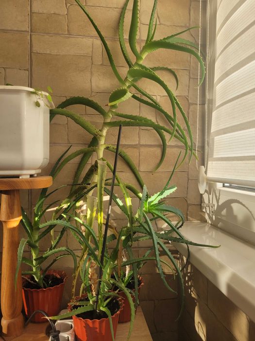 Алоє  лікувальне