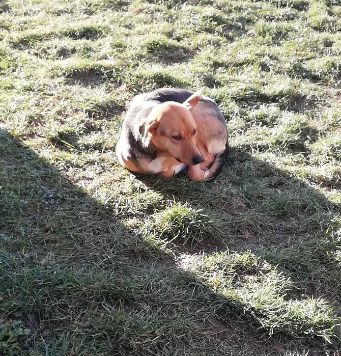 Прилаштовується собачка