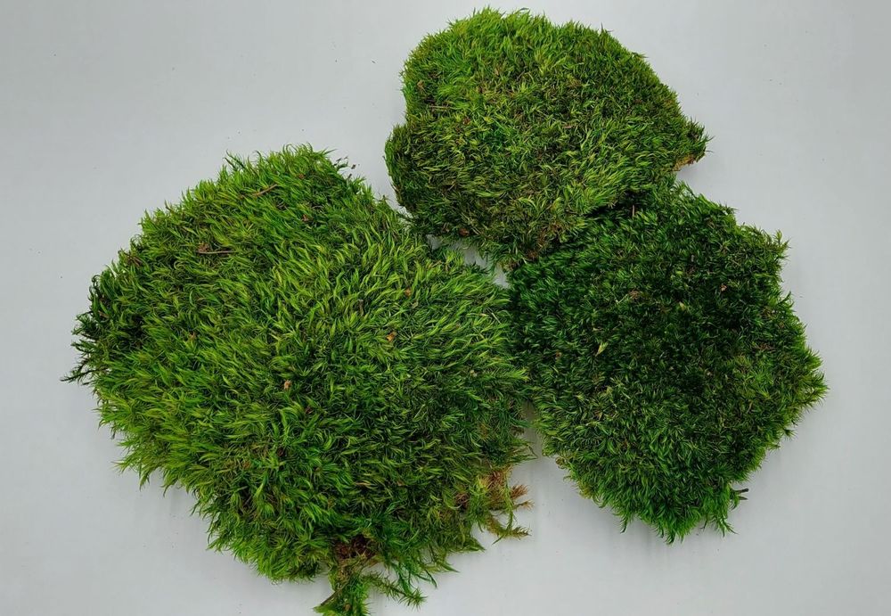 Mech prowansalski 0,125 m2