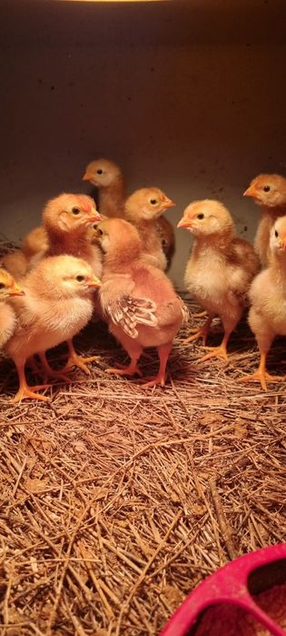 pintinhos rhode island red