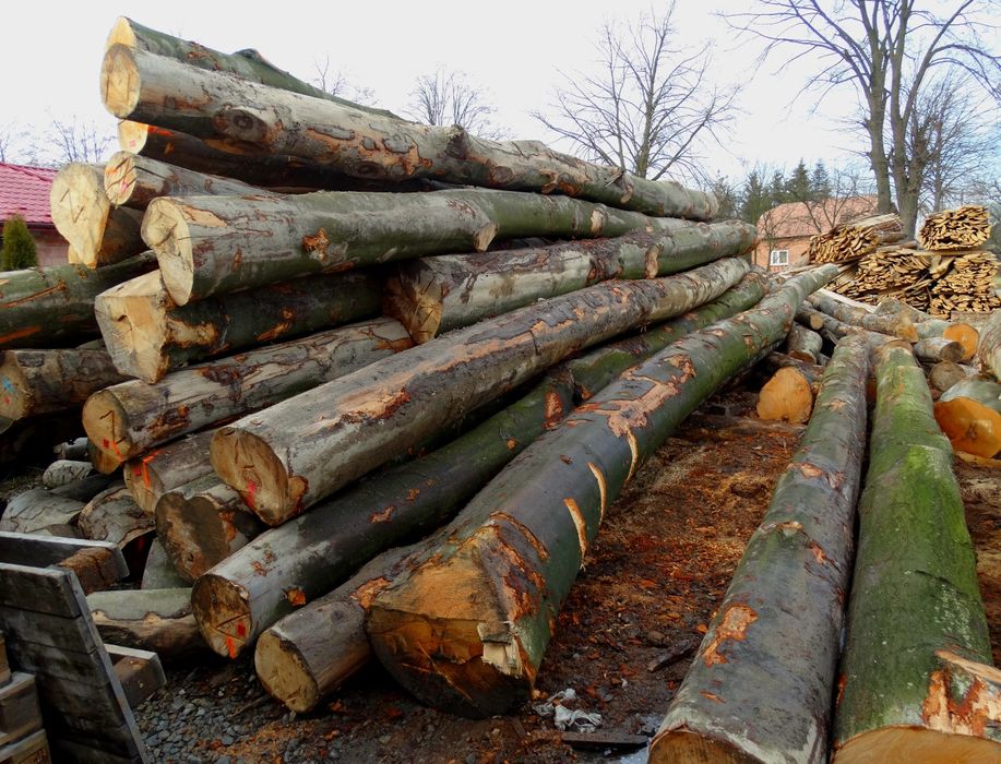 Buk świeży  wdp oraz wd