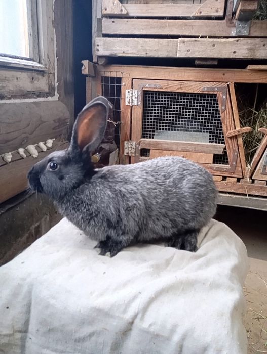 Кролі,кроленята,полтавське срібло