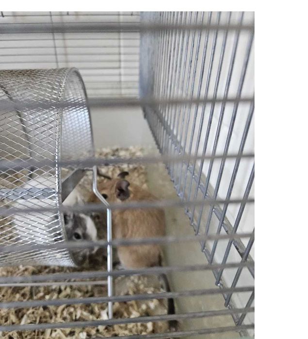 Dois  Degus + Gaiola Completa e Acessórios, 150€