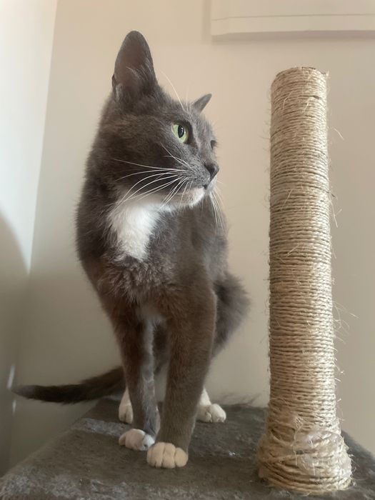 Doação de gata castrada azul russo