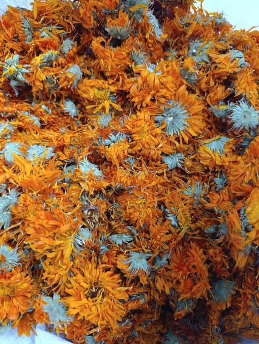 Продам квіти календули