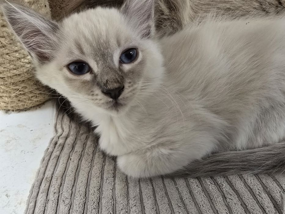 Ragdoll. do nowego domku w lutym