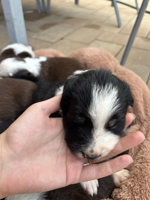 Border Collie, Rezerwacja!!