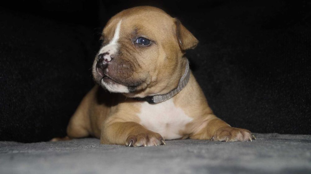 Płowy Goguś, cudny szczeniak Amstaff, z rodowodem FCI