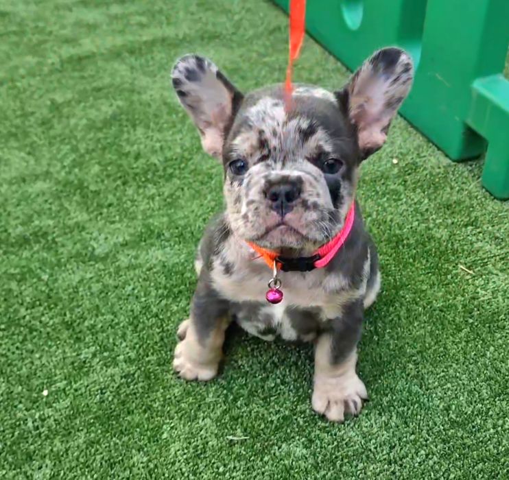 В'язка блакитно підпалий французький бульдог