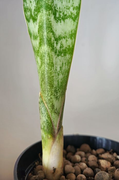 Sansevieria aubrytiana