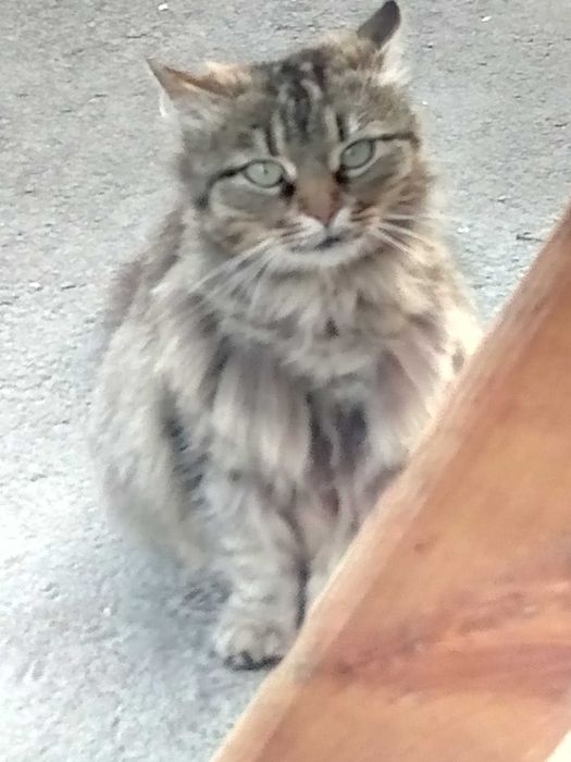 Ласкаву кішечку в добрі руки